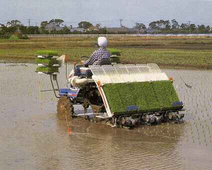 Transplante Mec&aacute;nico del arroz
