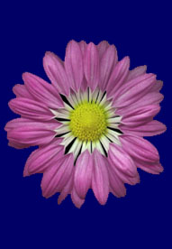 CLAVEL