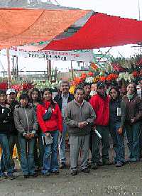 CRISANTEMO